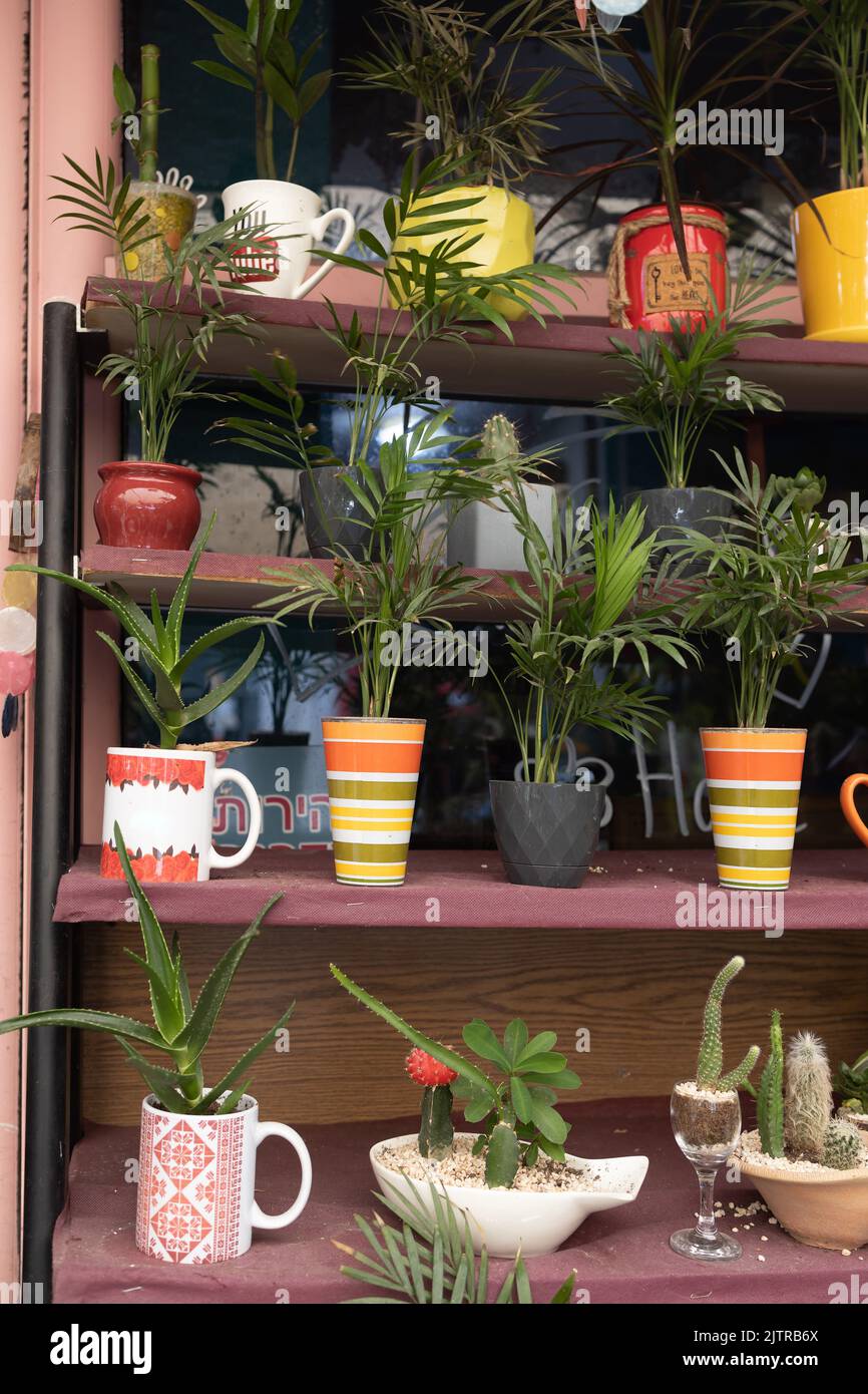 Entrance to the flower shop. Trolley with indoor plants. Cacti in various mugs are on the shelves Stock Photo