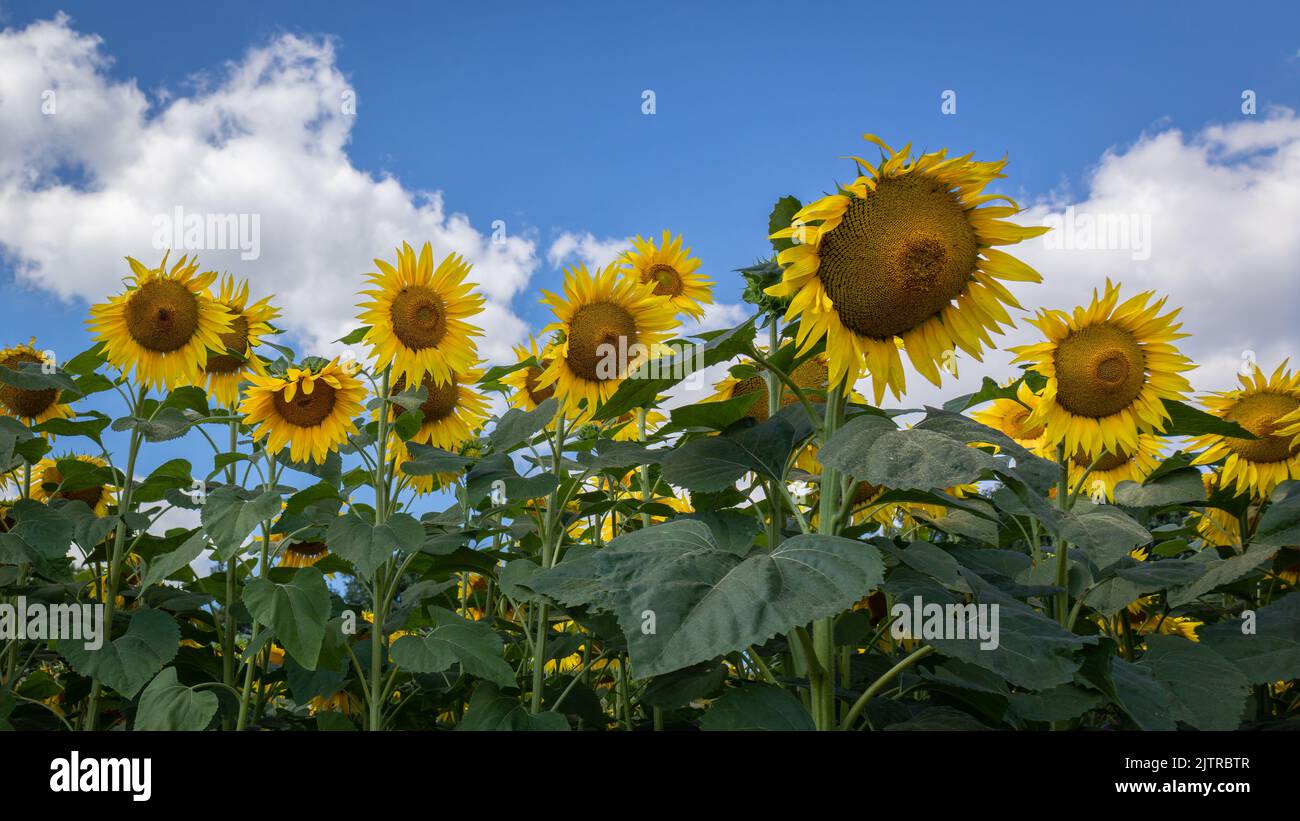 The sunflowers stand on the land, with the beautiful bright yellow petals gleaming in the sun. After harvest widely used for sunflower oil, animal fee Stock Photo