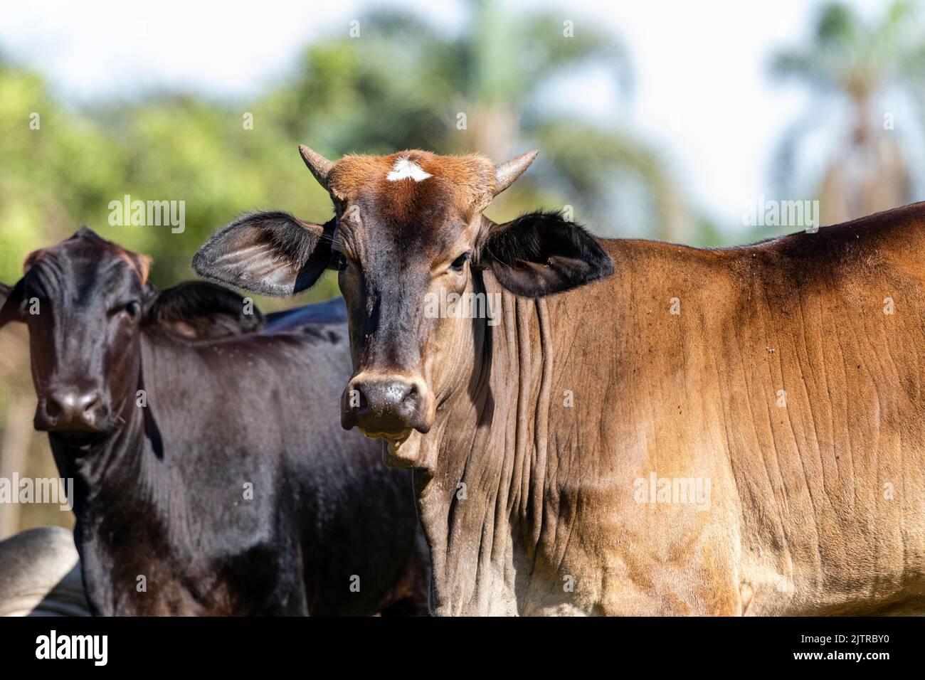 Cattle, or cows, are the most common type of large domesticated ...