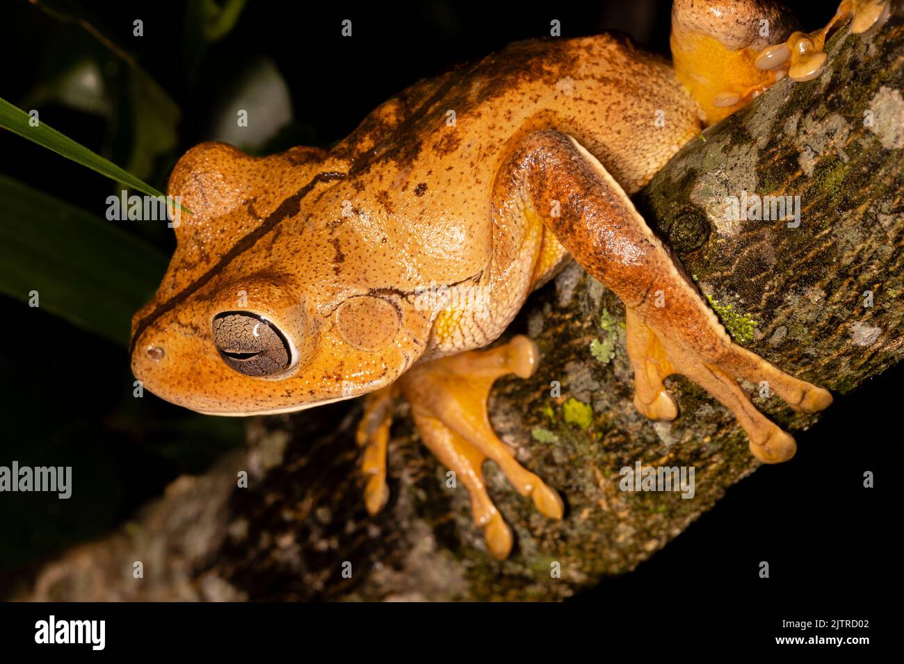 The blacksmith tree frog, blacksmith treefrog, or smith frog (Hypsiboas ...