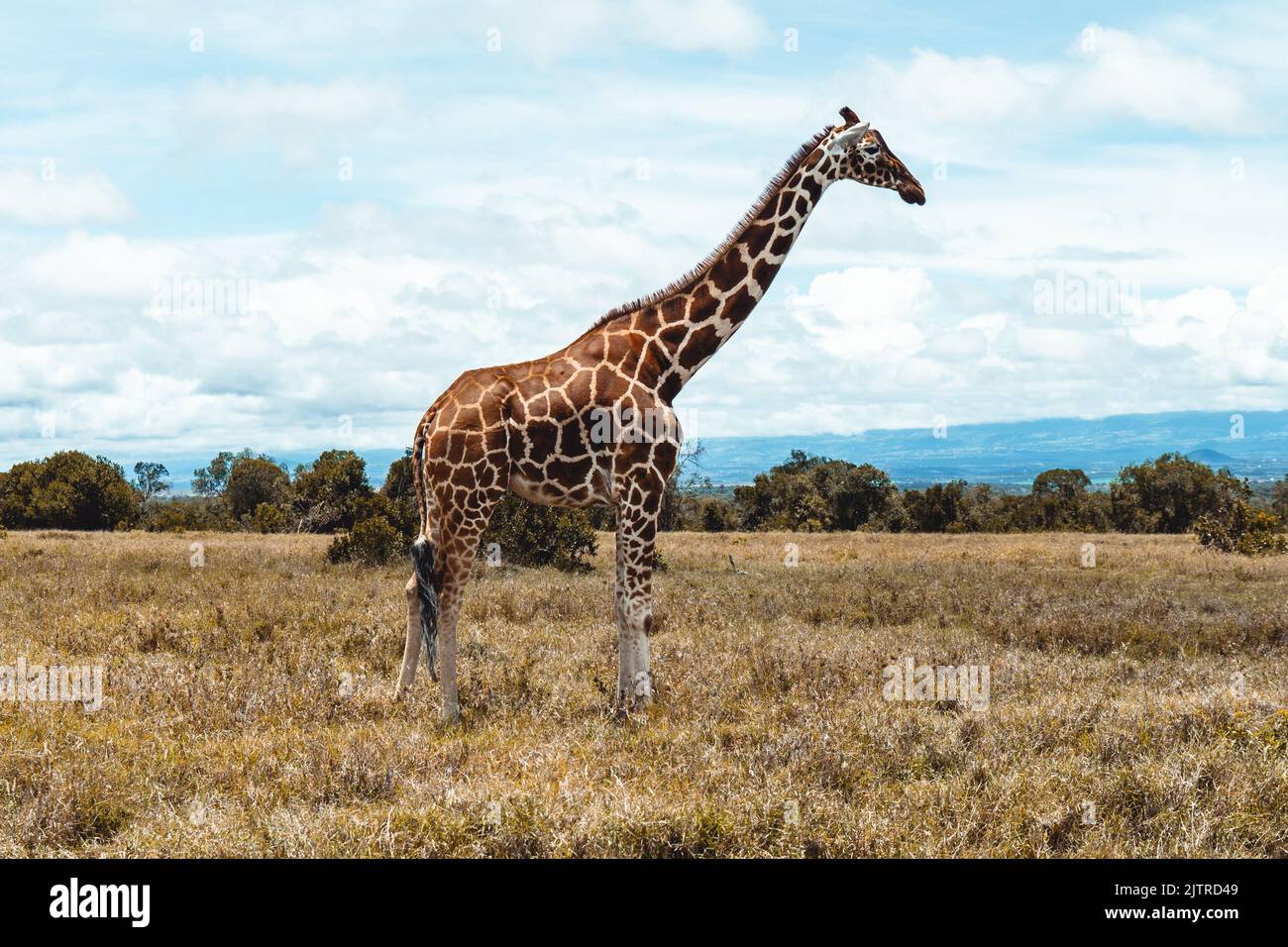 A Giraffe In The African Savanna Stock Photo Alamy a-giraffe-in-the-african-savanna-stock-photo-alamy