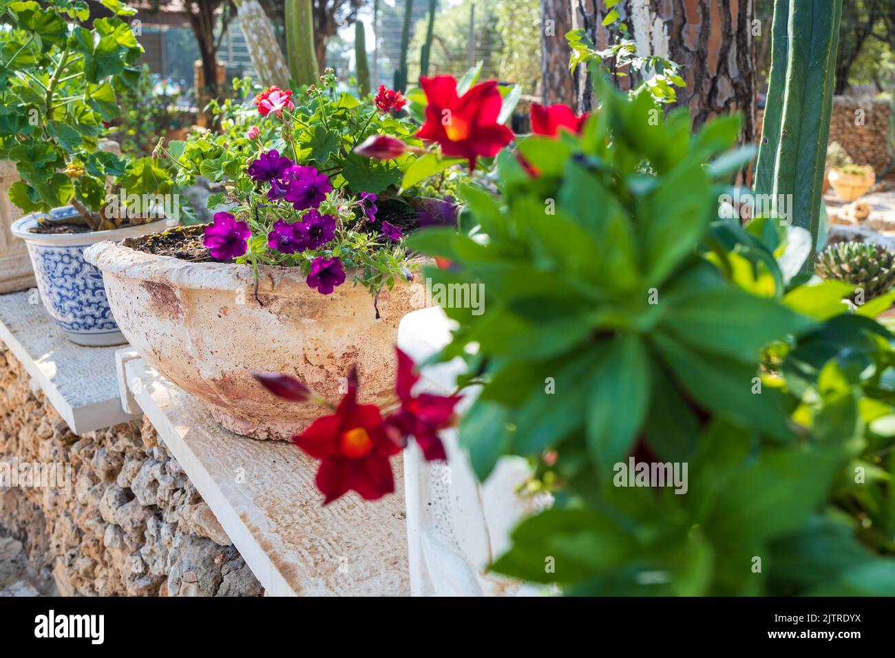 Red petunia in blue and white pots with majolica in the garden as a decoration for urban landscape design Stock Photo