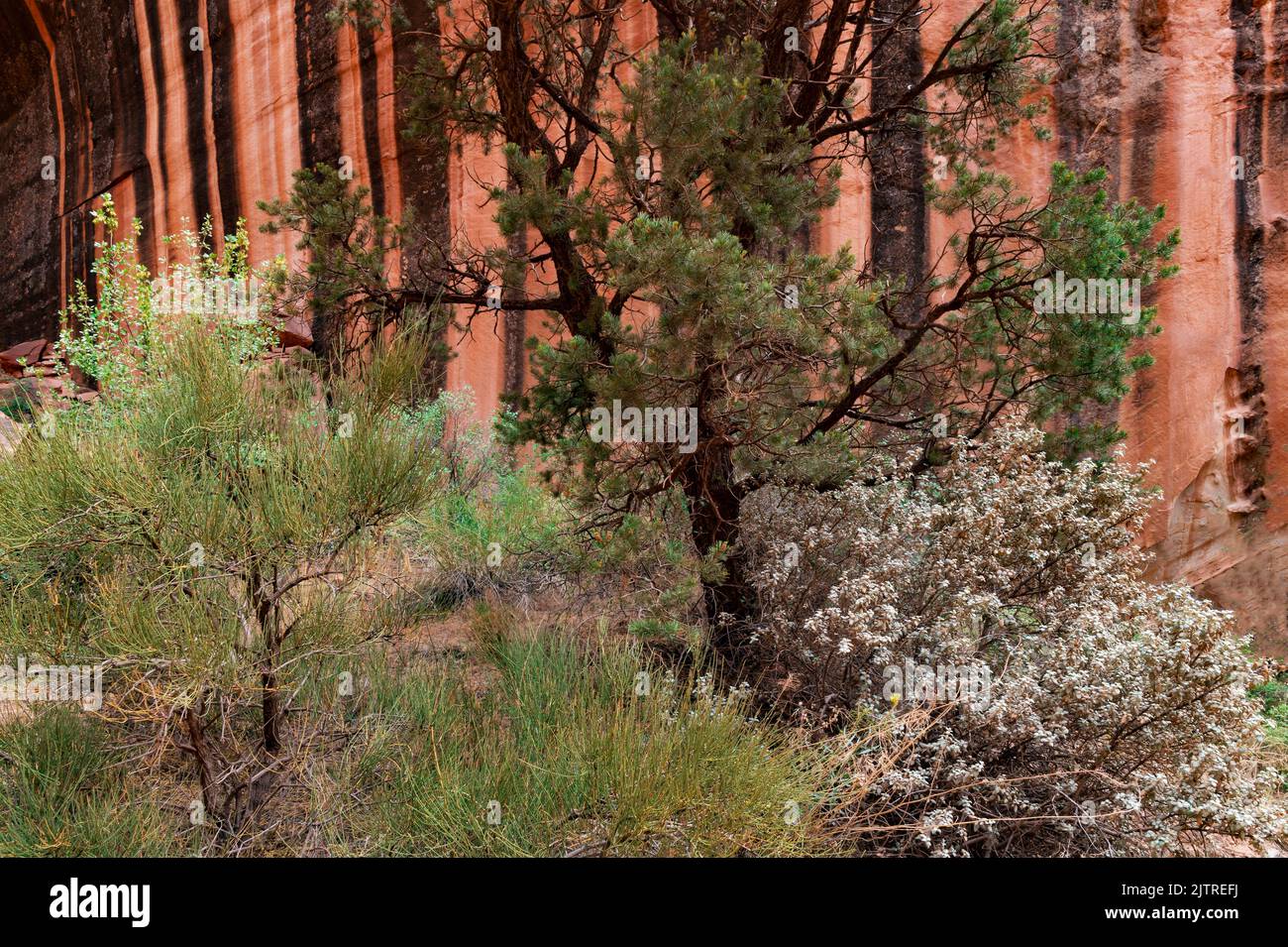 A pinyon Pine and two shrubs front a sheer canyon wall "painted" with