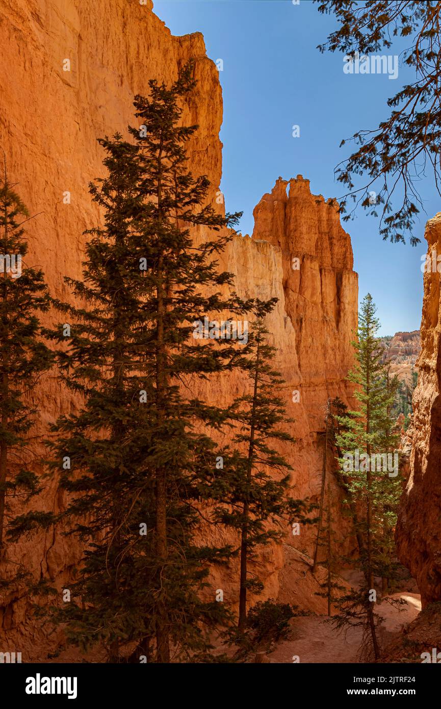 Tall pine trees grow in a canyon at Bryce Canyon National Park