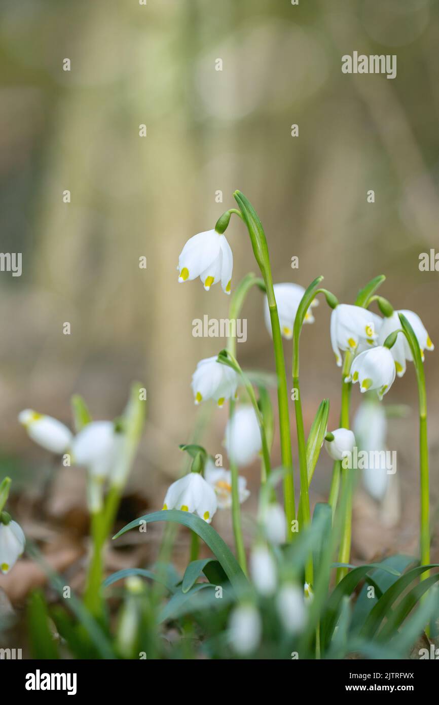 One Snowflake In Spring Wild growing spring snowflake (Leucojum vernum Stock Photo - Alamy