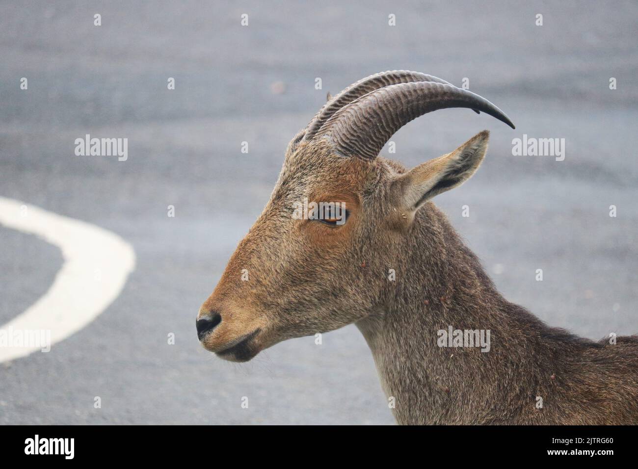 Nilgiri Tahr of Western Ghats Stock Photo Alamy