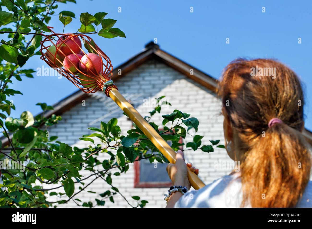 Fruit picker basket with ripe apples on blurred background of woman, house and sky. Stock Photo