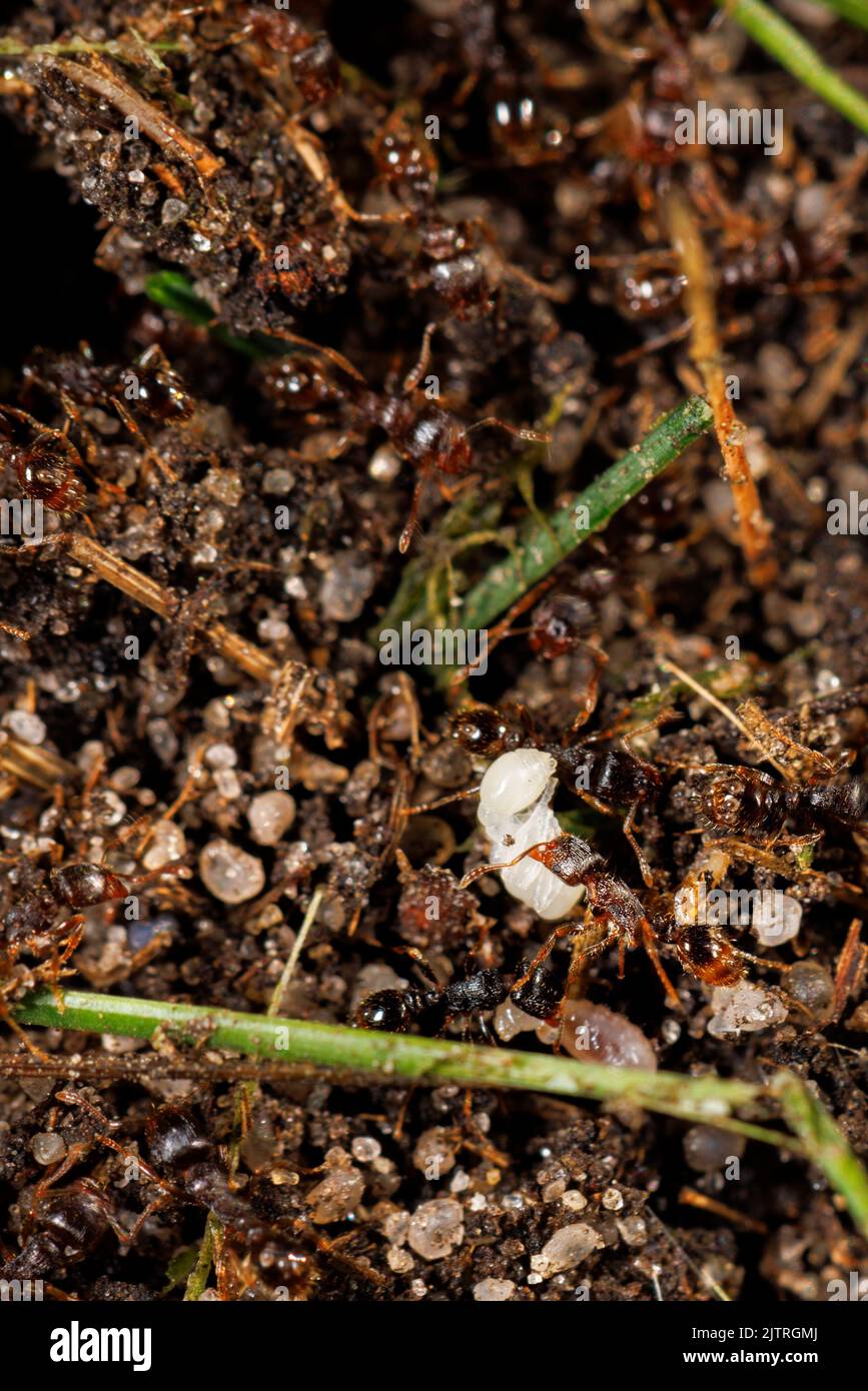 Among a swarm of ants, a small ant drags a larva. Animals in the wild. Closeup, copy space. Stock Photo