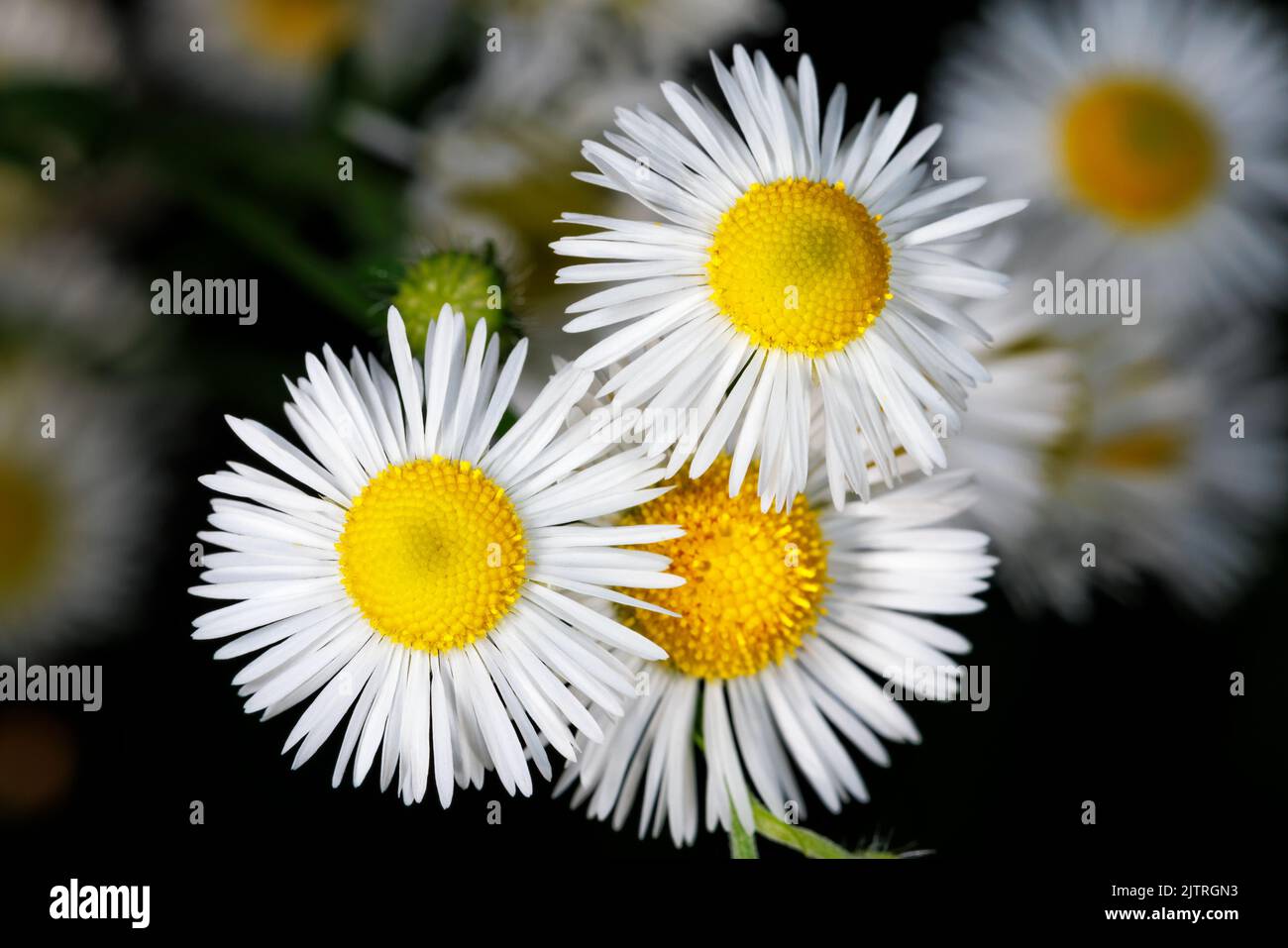Daisies decorative and medicinal flowers on a blurred dark green background Stock Photo