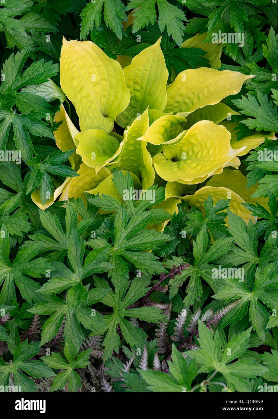 Yellow Hosta leaves burst from a bed of Wild Geranium (Geranium maculatum)  and copper ferns, suburban garden, Will County, Illinois Stock Photo