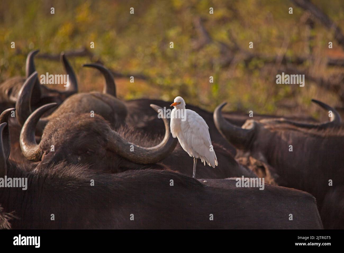 A white Cattle Egret (Bubulcus ibis) catching the early morning sun on the back of Cape Buffalo (Syncerus caffer) in Kruger National Park. South Afric Stock Photo
