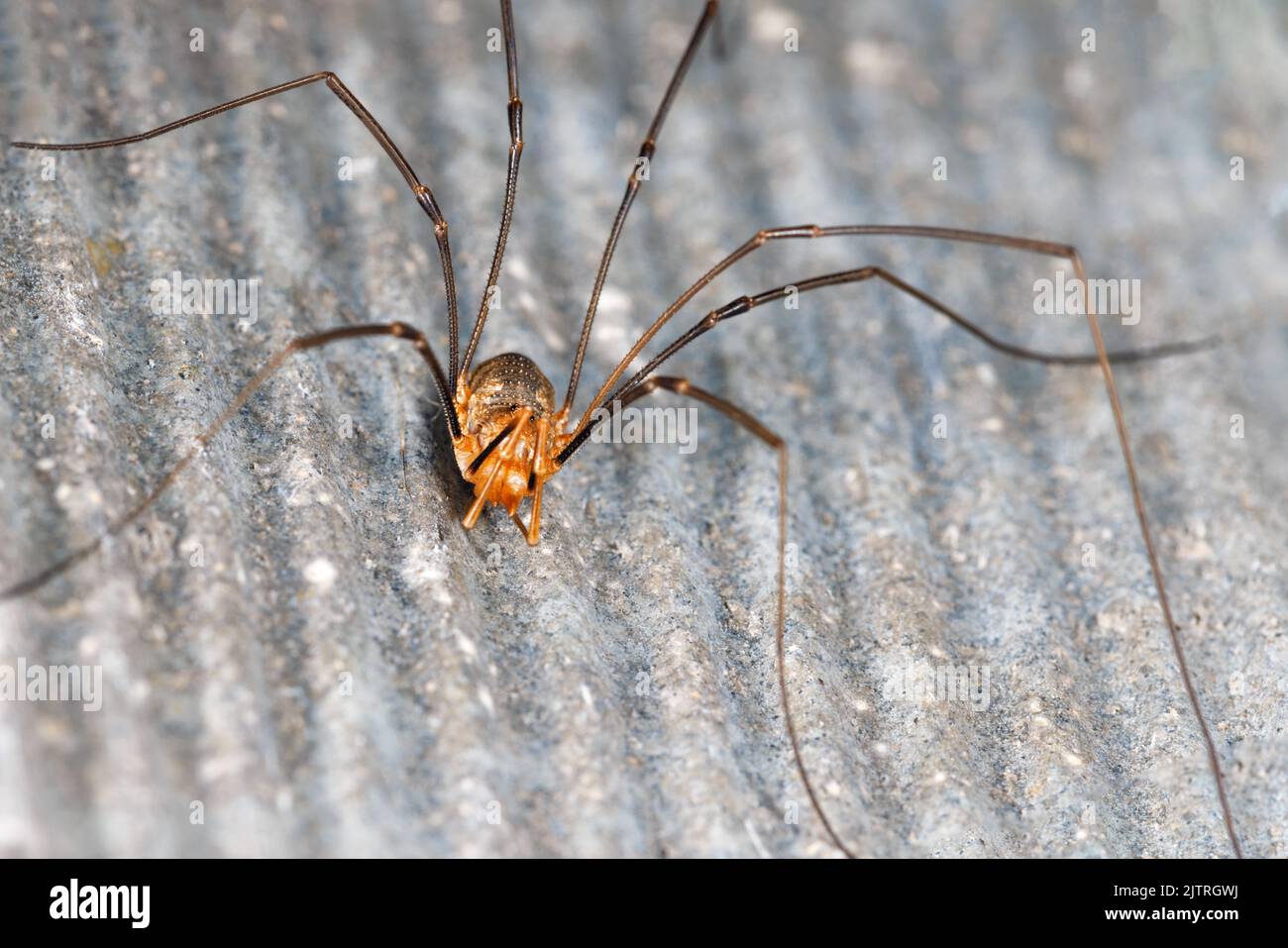 Closeup view of a long-legged spider on a gray wavy stone wall. Copy space. Stock Photo