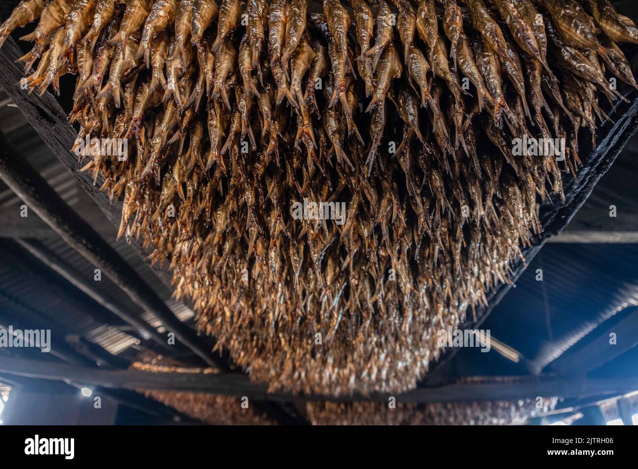Arrangement of smoked fish at a grilling location in Lalimbue Village