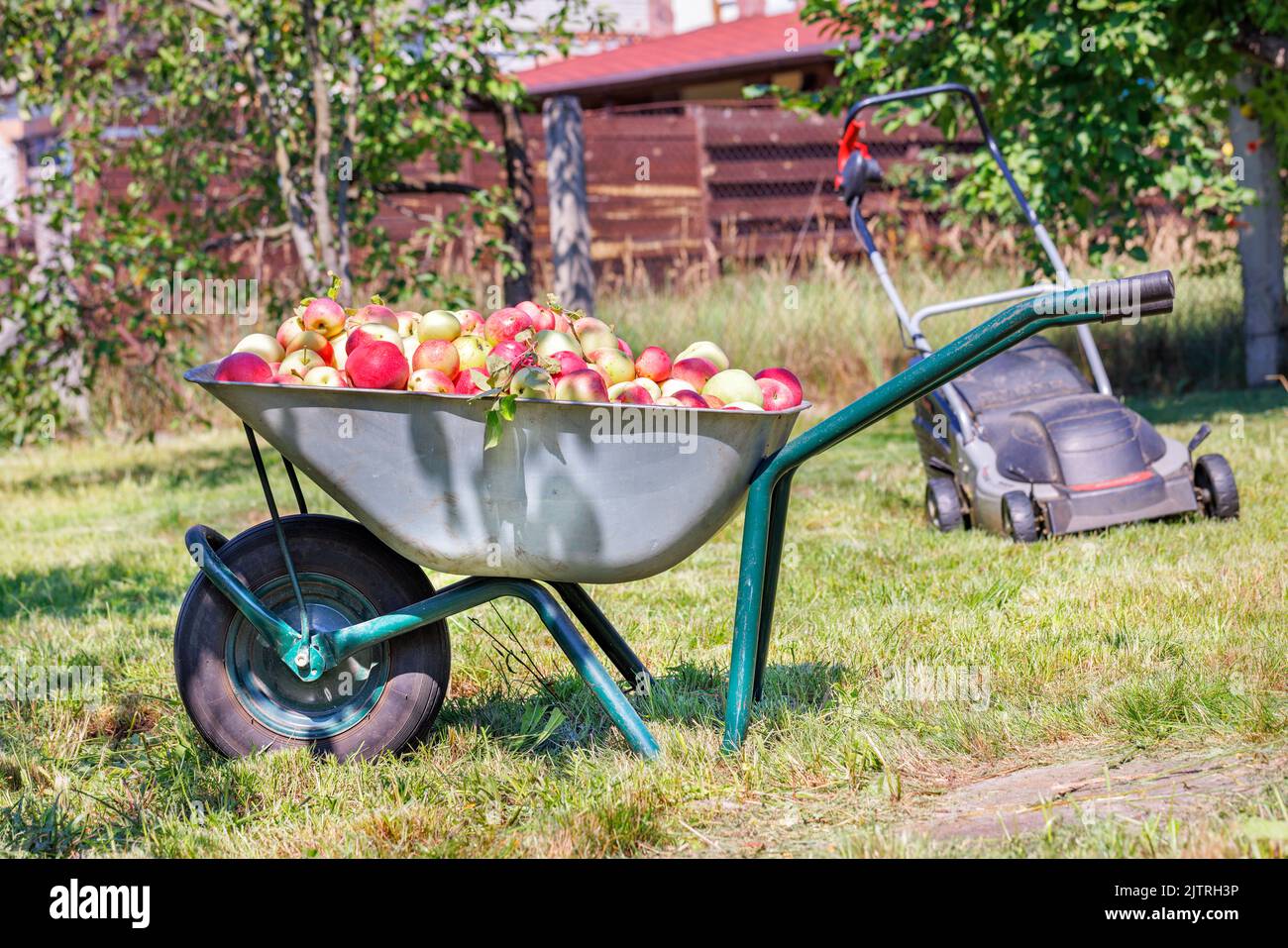 Harvested ripe juicy apples are loaded on a garden wheelbarrow on a sunny day against the backdrop of a garden plot in blur. Stock Photo