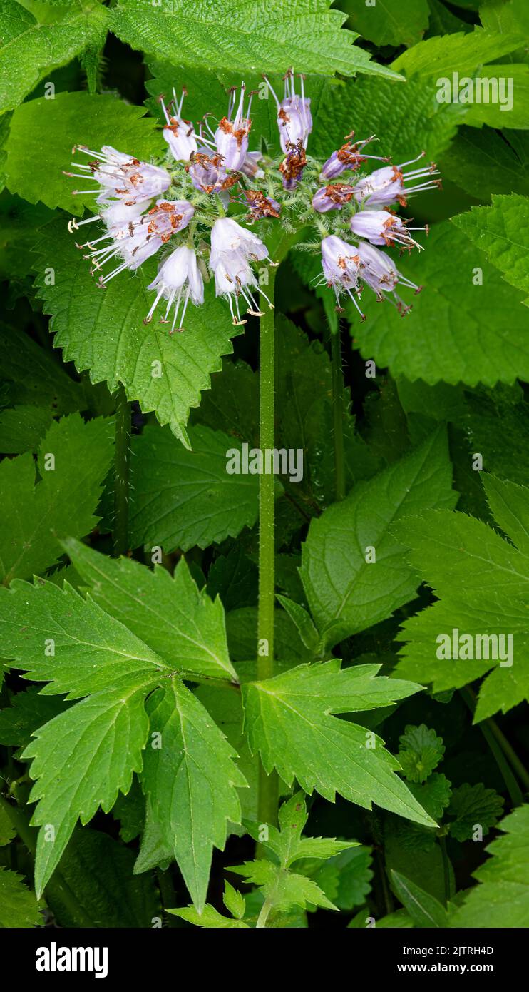 A single Pacelia stalk stands in a field of green on the Illinois Canyon floor, Starved Rock State Park, LaSalle County, Illinois Stock Photo