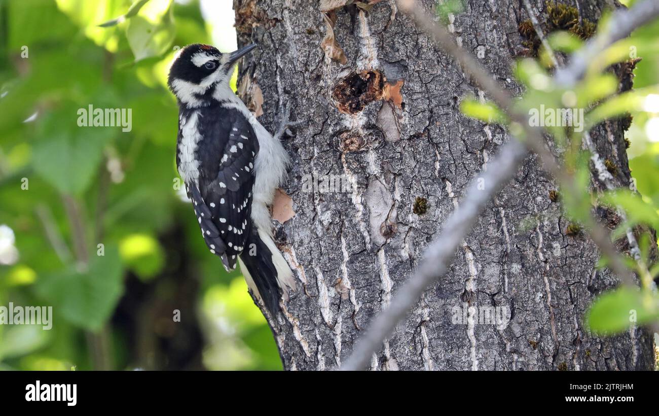 Hairy woodpecker on a trunk, Alaska Stock Photo