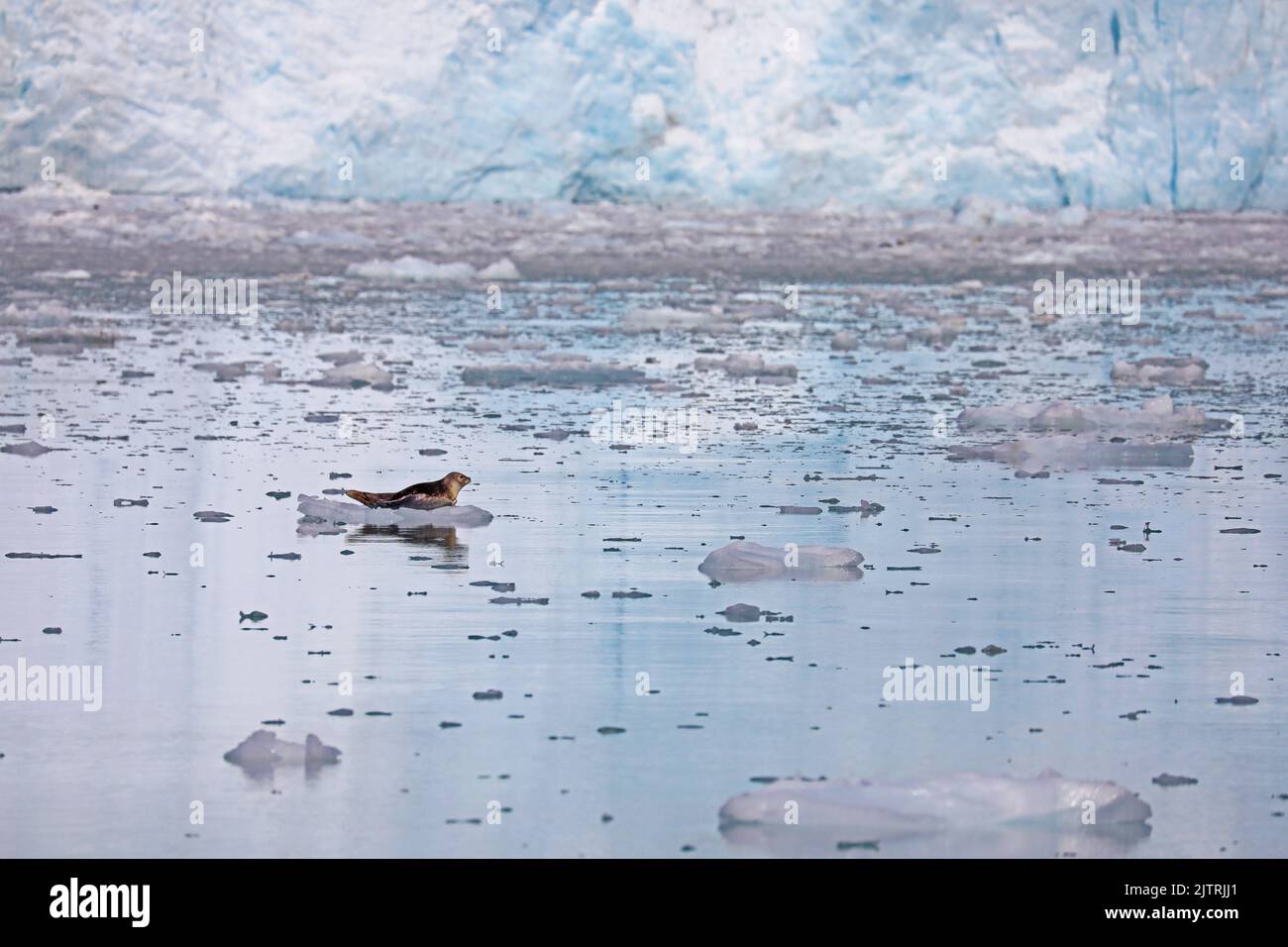 Harbor seal resting in front of a glacier, Alaska Stock Photo