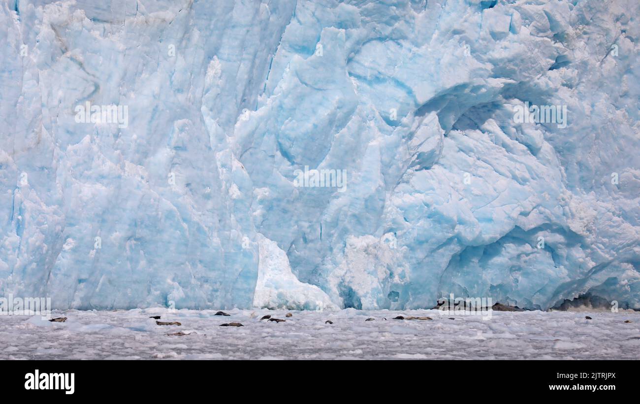 Many harbor seals resting in front of a huge glacier, Alaska Stock Photo