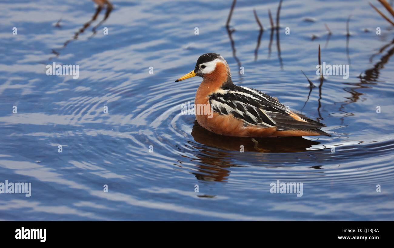 Red phalarope in shallow water, Alaska Stock Photo