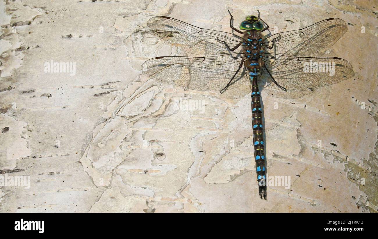 Close up of dragonfly on birch cork Stock Photo