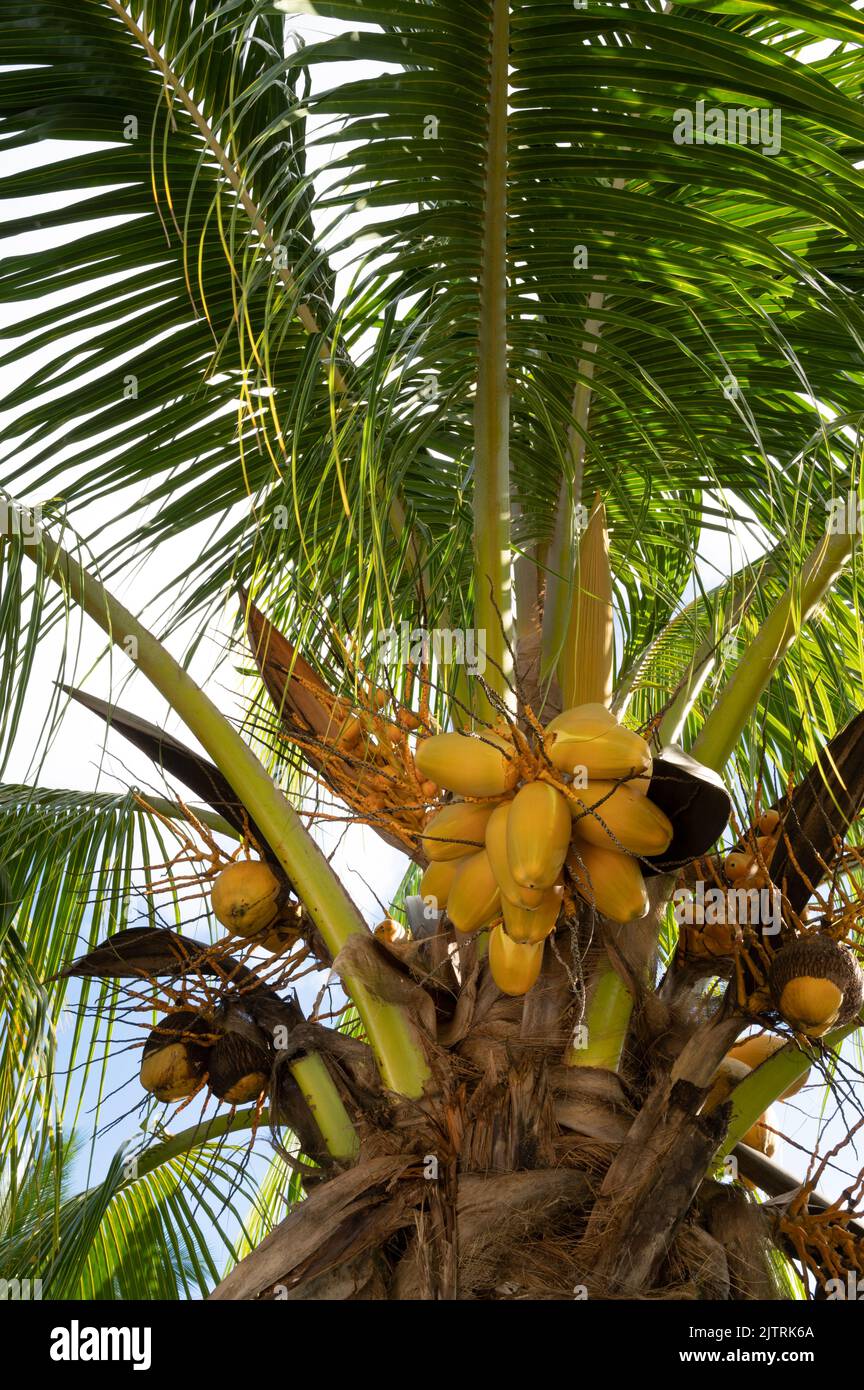 coconut-tree-with-coconut-stock-photo-alamy