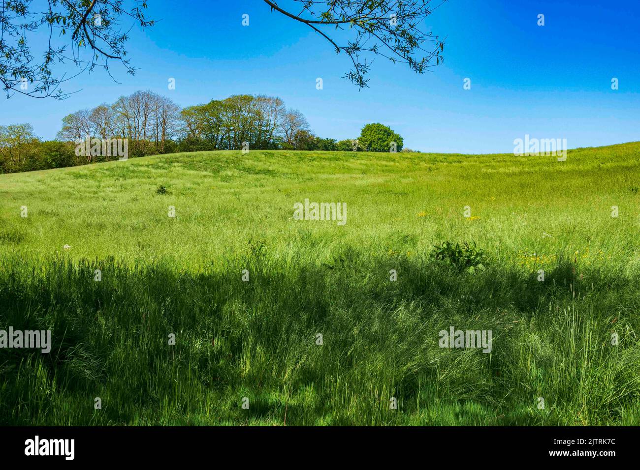 Rolling hills in the Weald of Kent, near Cranbrook, in summer Stock Photo