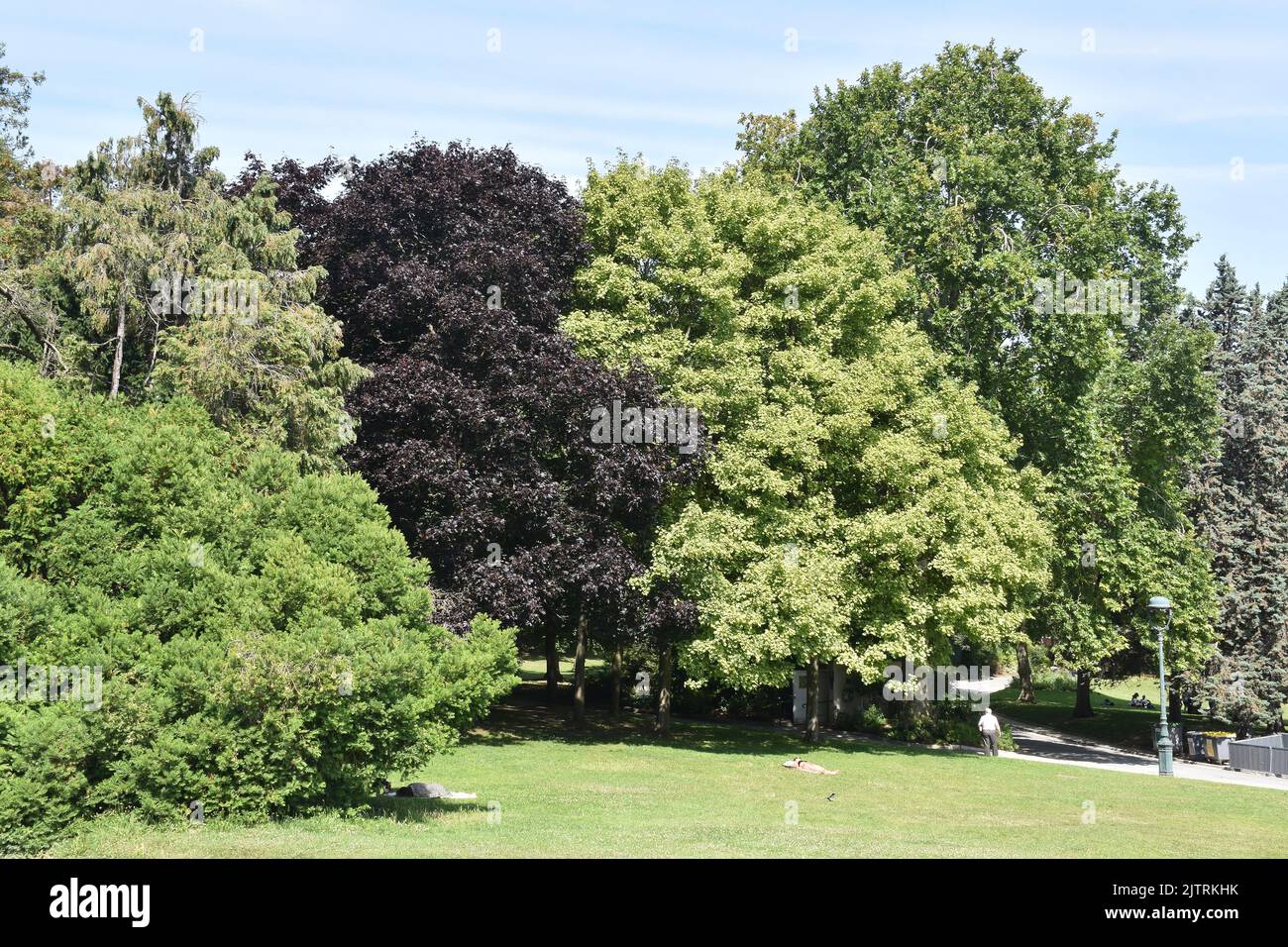 Large Ornamental trees in the Parc Montsouris, the third largest park in Paris. Stock Photo