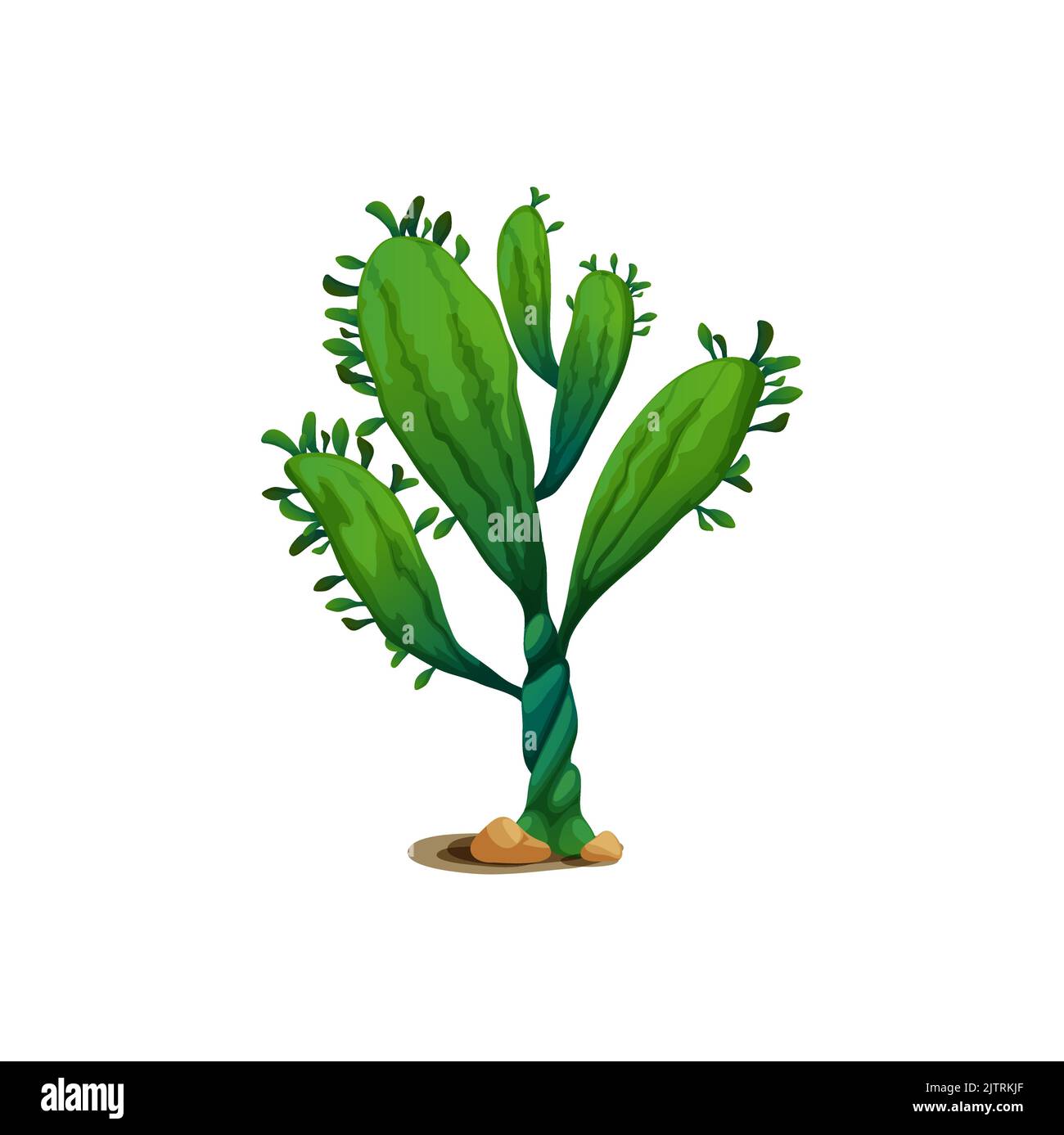 Succulent cactus isolated cartoon exotic agave flower marginata succulent growing in sand desert. Vector agave neglecta wild century plant, pelmeri am Stock Vector