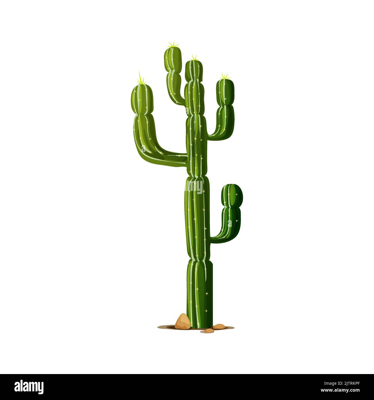 Elephant cactus, tropical succulent grown in desert isolated cartoon