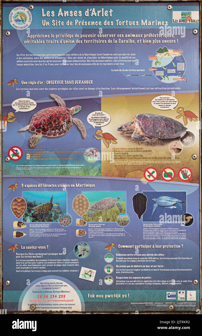 sea turtle protection Stock Photo Alamy