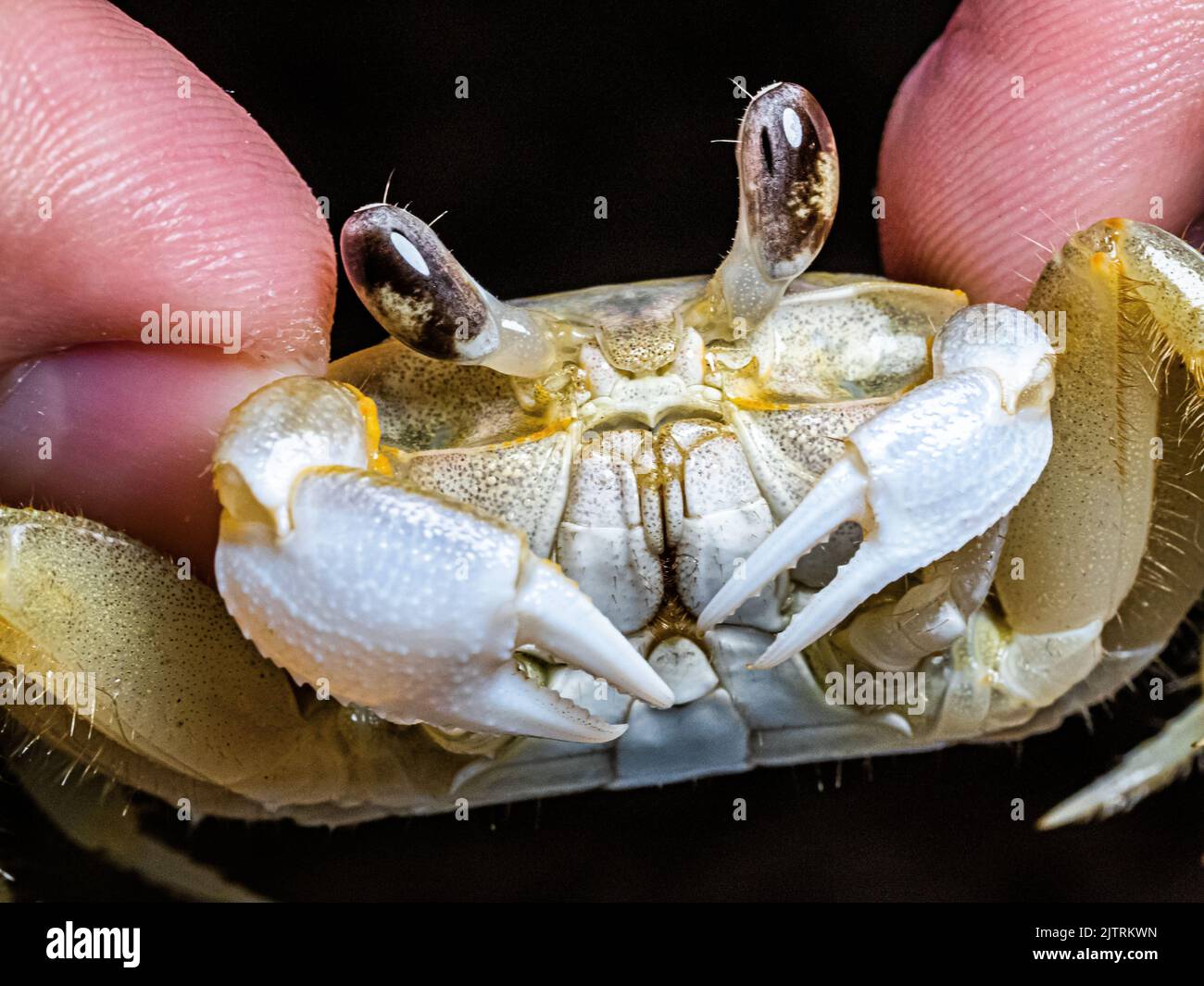 A closeup of ghost crab in human hands Stock Photo Alamy