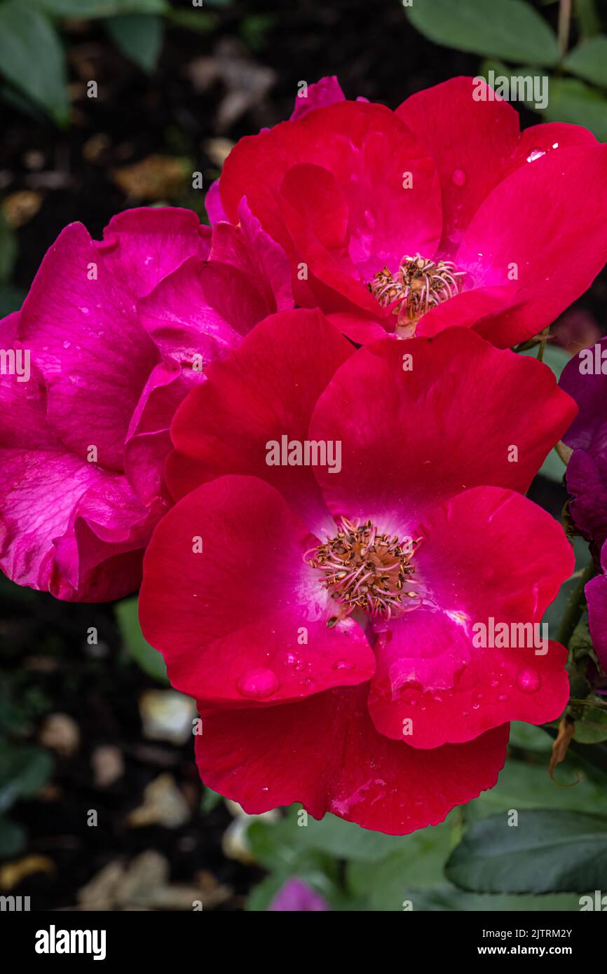 Flowers of ‘Karen Poulsen’ Rose Stock Photo