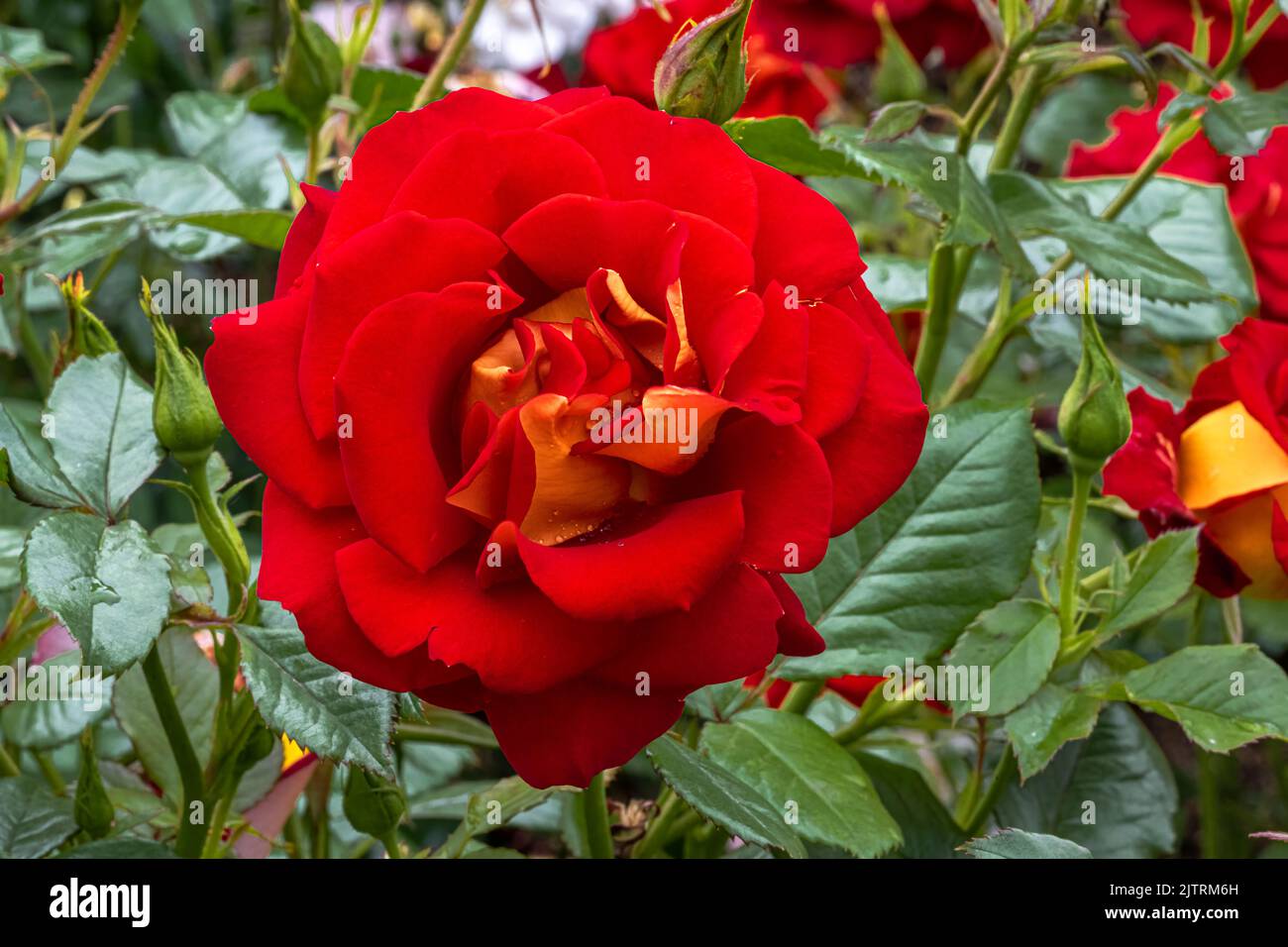 Flowers of ‘Ketchup & Mustard’ Floribunda Rose Stock Photo Alamy