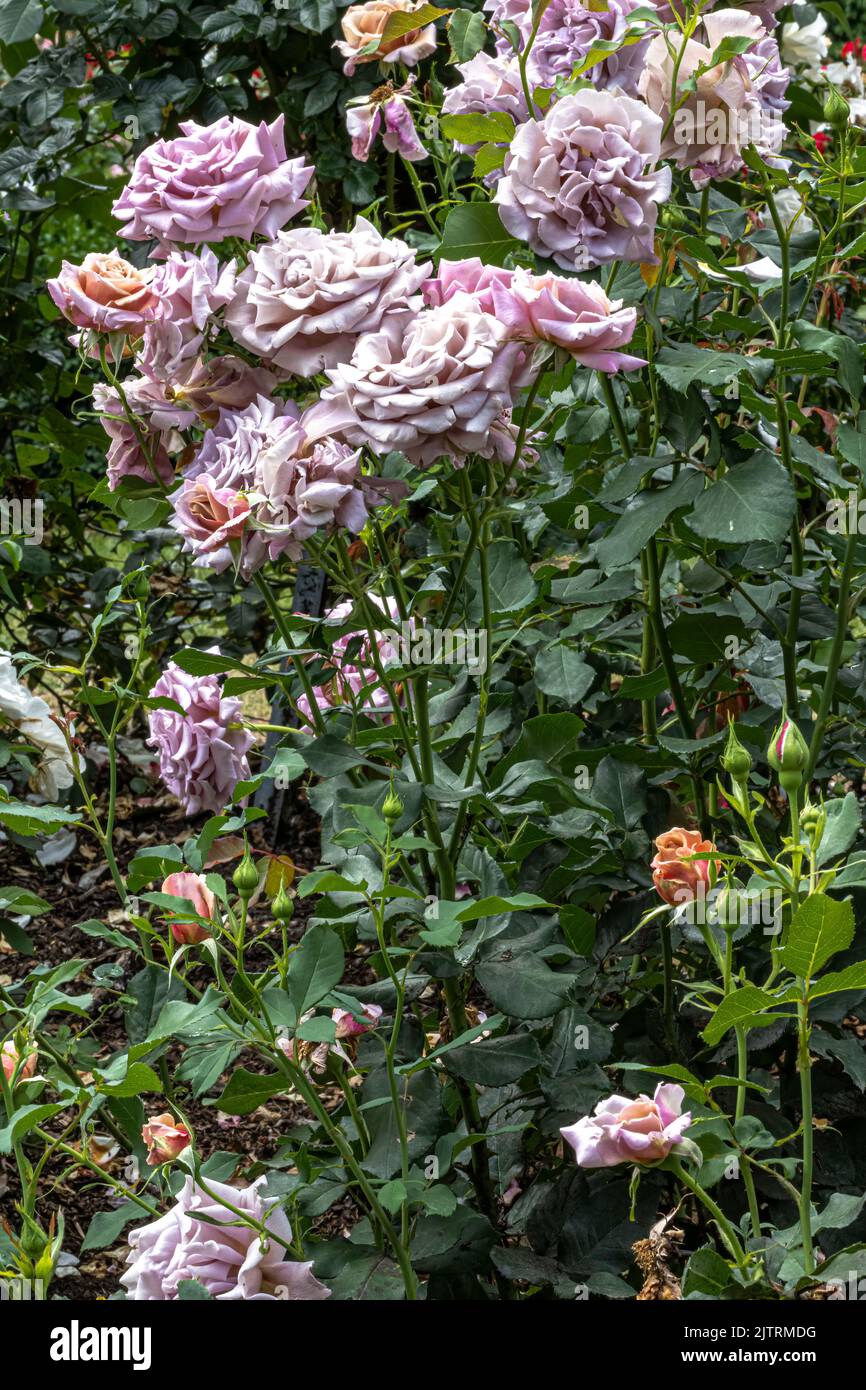 Flowers of ‘Koko Loko’ Floribunda Rose Stock Photo - Alamy