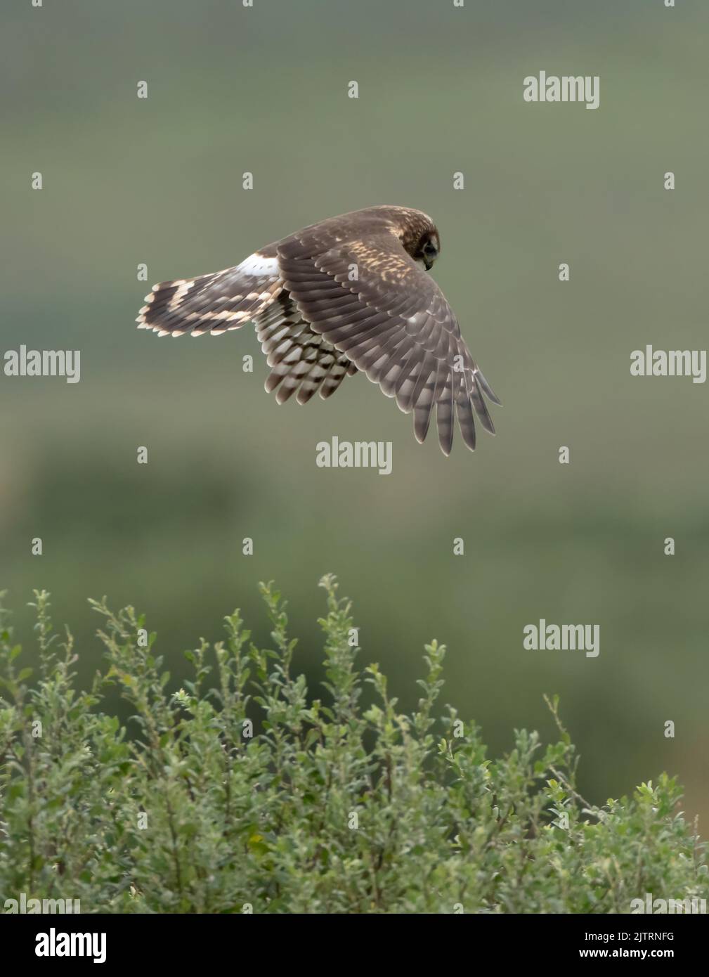 A young Hen Harrier (Circus cyaneus) hunting for voles, Isle of Mull, Scotland Stock Photo