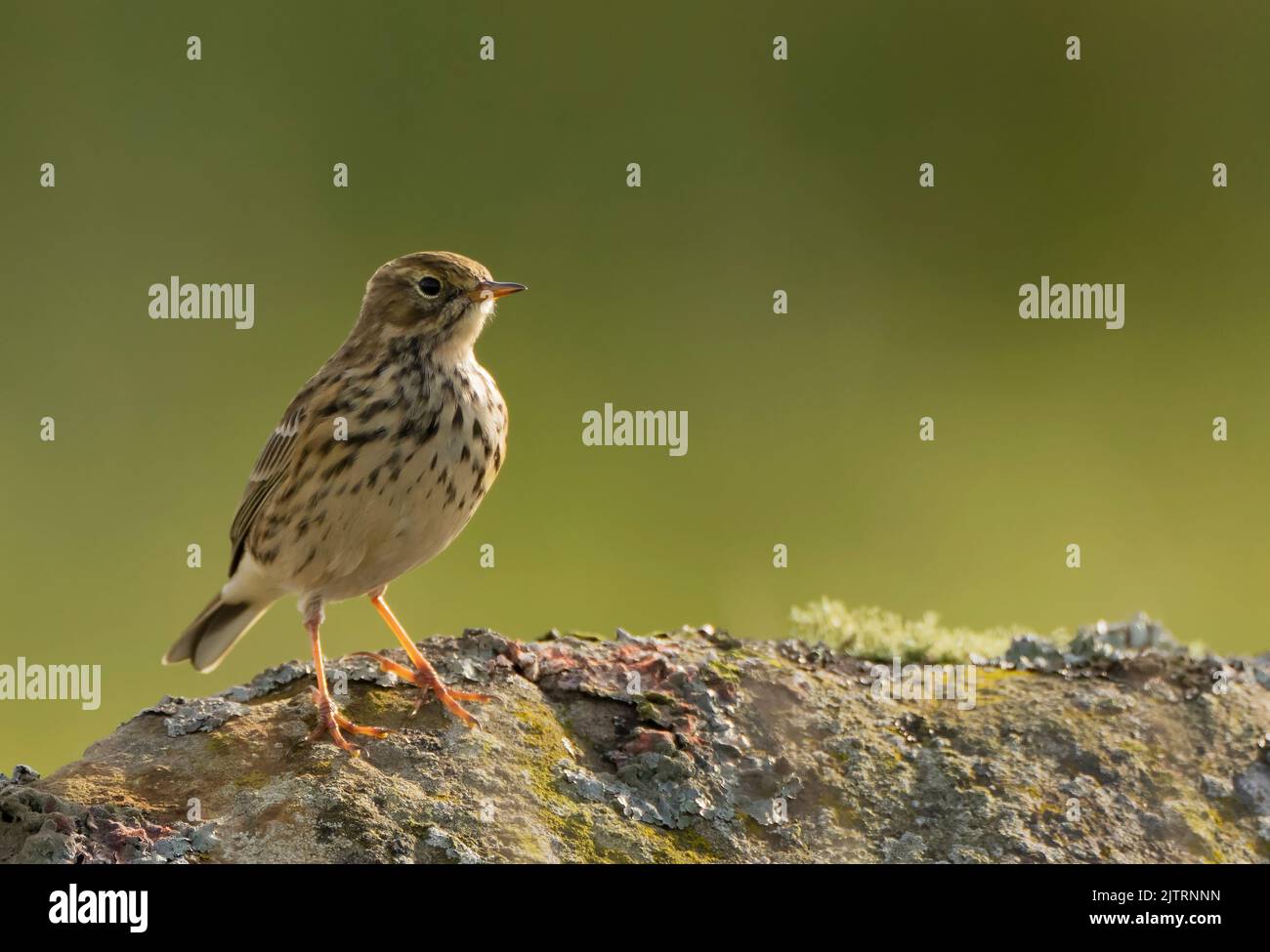 A Meadow Pipit (Anthus pratensis) perched on a rock, Isle of Mull, Scotland Stock Photo