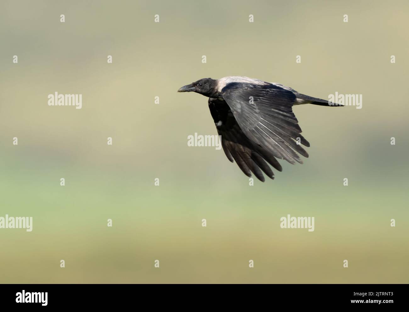 A Hooded Crow (Corvus cornix) in flight, Isle of Mull, Scotland Stock Photo