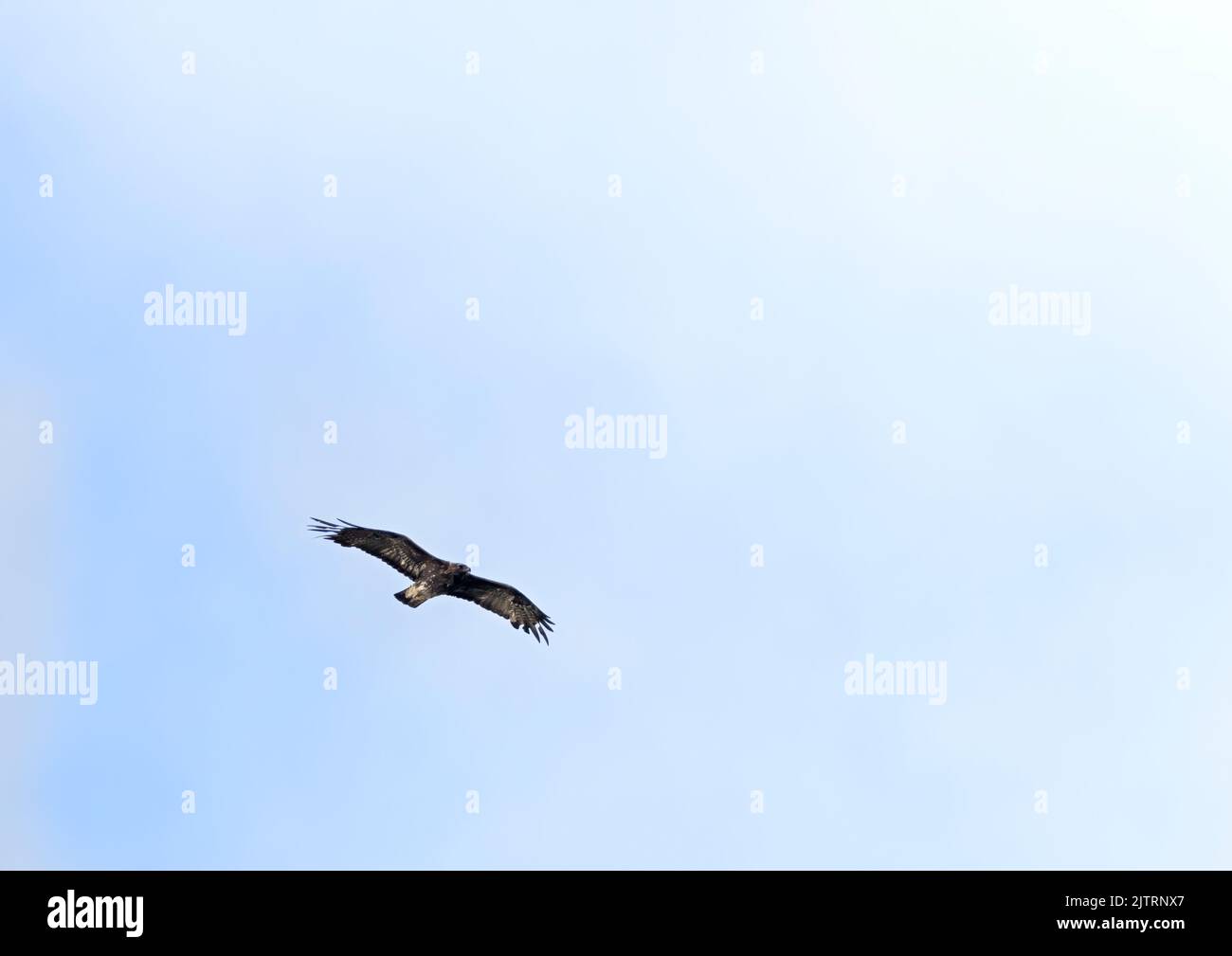 A Golden Eagle (Aquila chrysaetos) soaring high against a blue sky, Isle of Mull, Scotland Stock Photo
