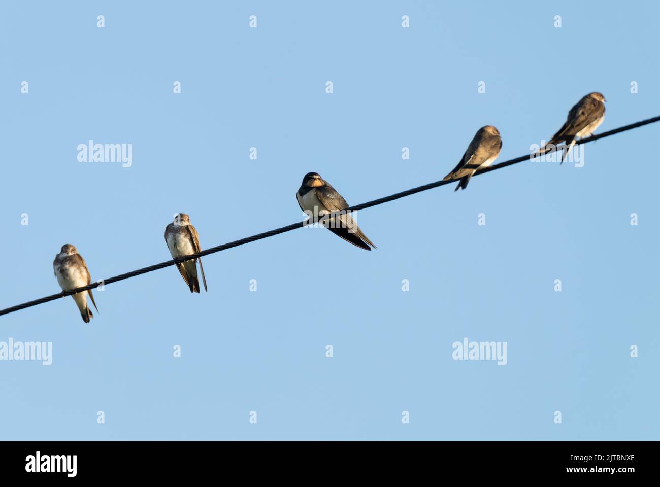 A Swallow (Hirundo rustica) perched on a telephone wire between four young Sand Martins (Riparia riparia), Isle of Mull, Scotland Stock Photo