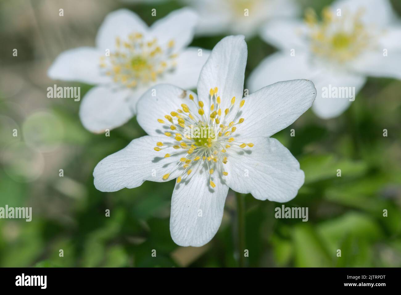 Wild growing windflowers (Anemone nemorosa). Stock Photo