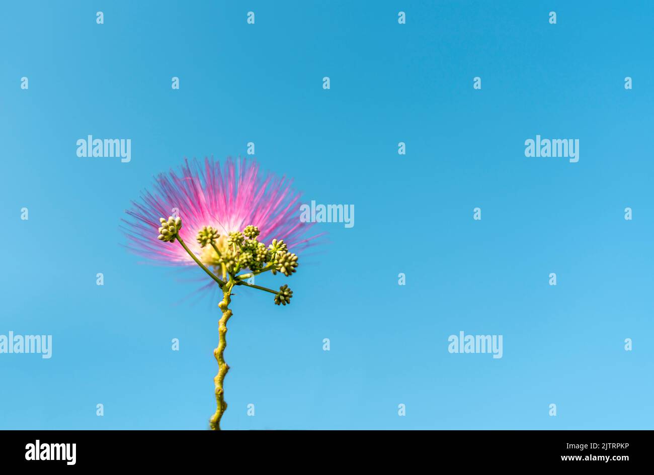 Pink lilac Albizia julibrissin flower and seeds unfold against blue sky plant texture abstract background botanical Persian silk tree, pink silk tree, Stock Photo