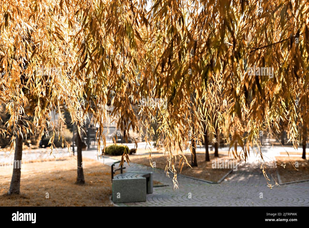 Weeping willow tree branches with yellow autumn leaves in the park fall ...