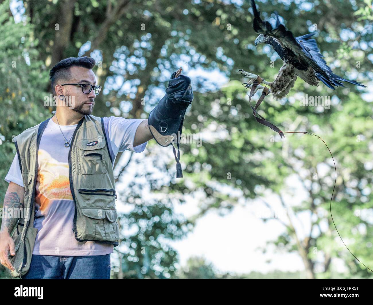 Man training hawk Parabuteo unicinctus Stock Photo - Alamy