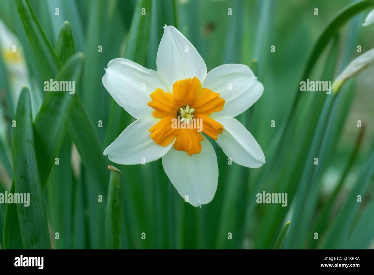 Small-cupped white daffodil with orange corona. Stock Photo