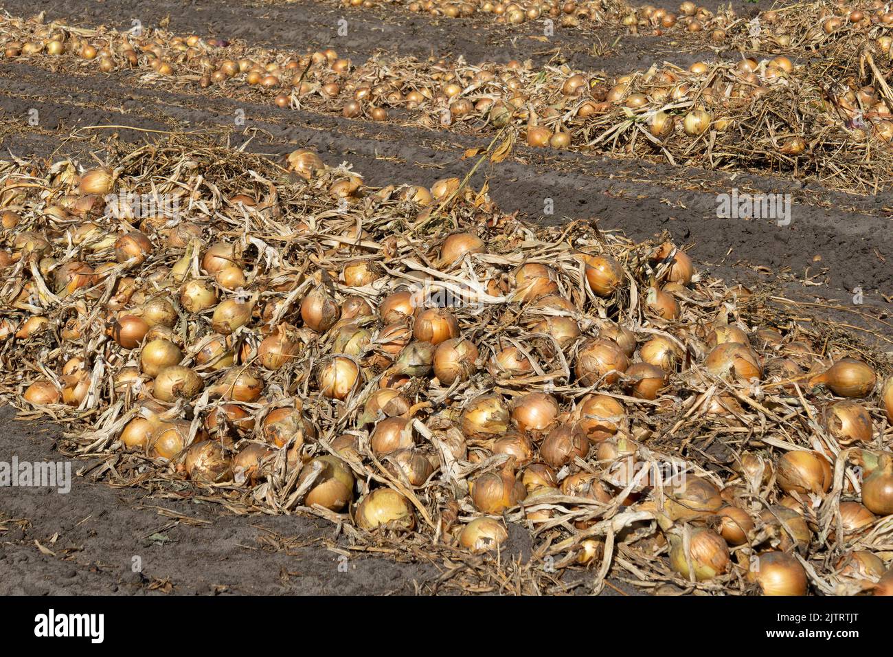 The harvest of onions on the farmland, ready for consumption, processing as dry matter or for export. Stock Photo