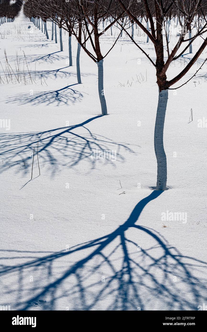 Cherry trees cast ther long winter shadows on a snowy orchard ground
