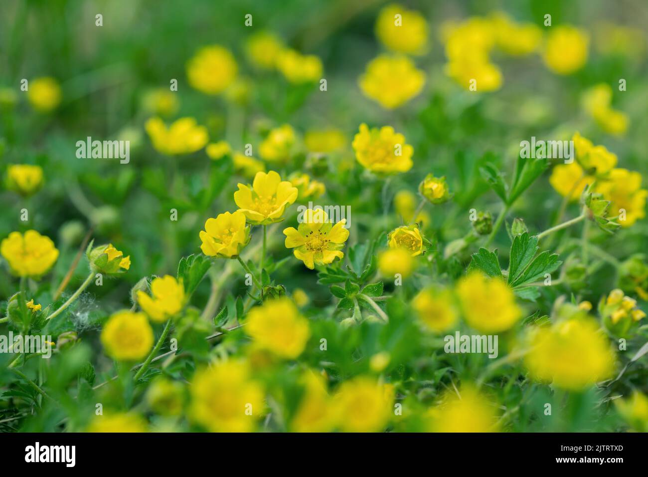 Yellow blooming cinquefoil (Potentilla ) carpet. Stock Photo