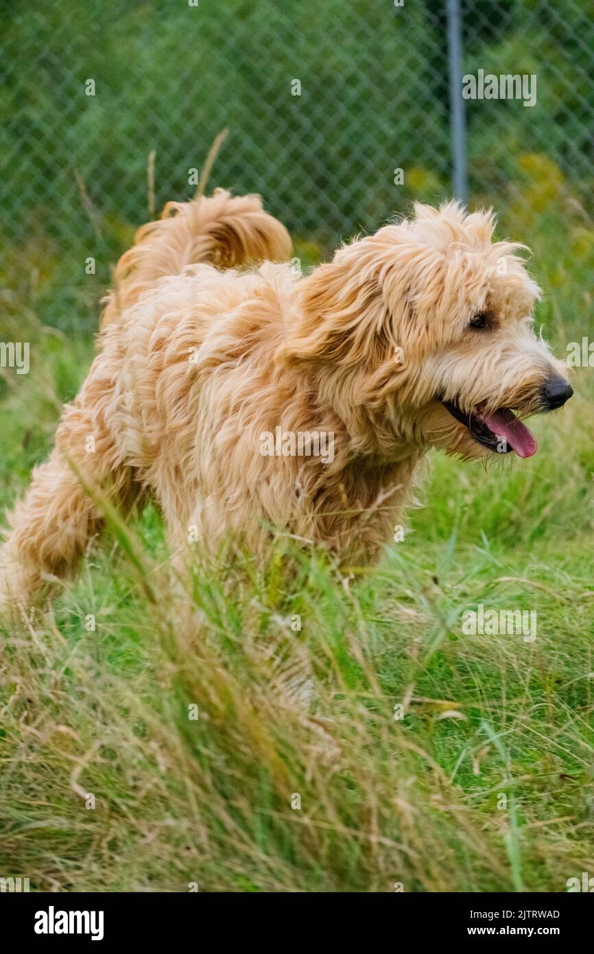 Walter was up for adoption at Animatch Dog Adoption Services in Quebec Stock Photo Alamy