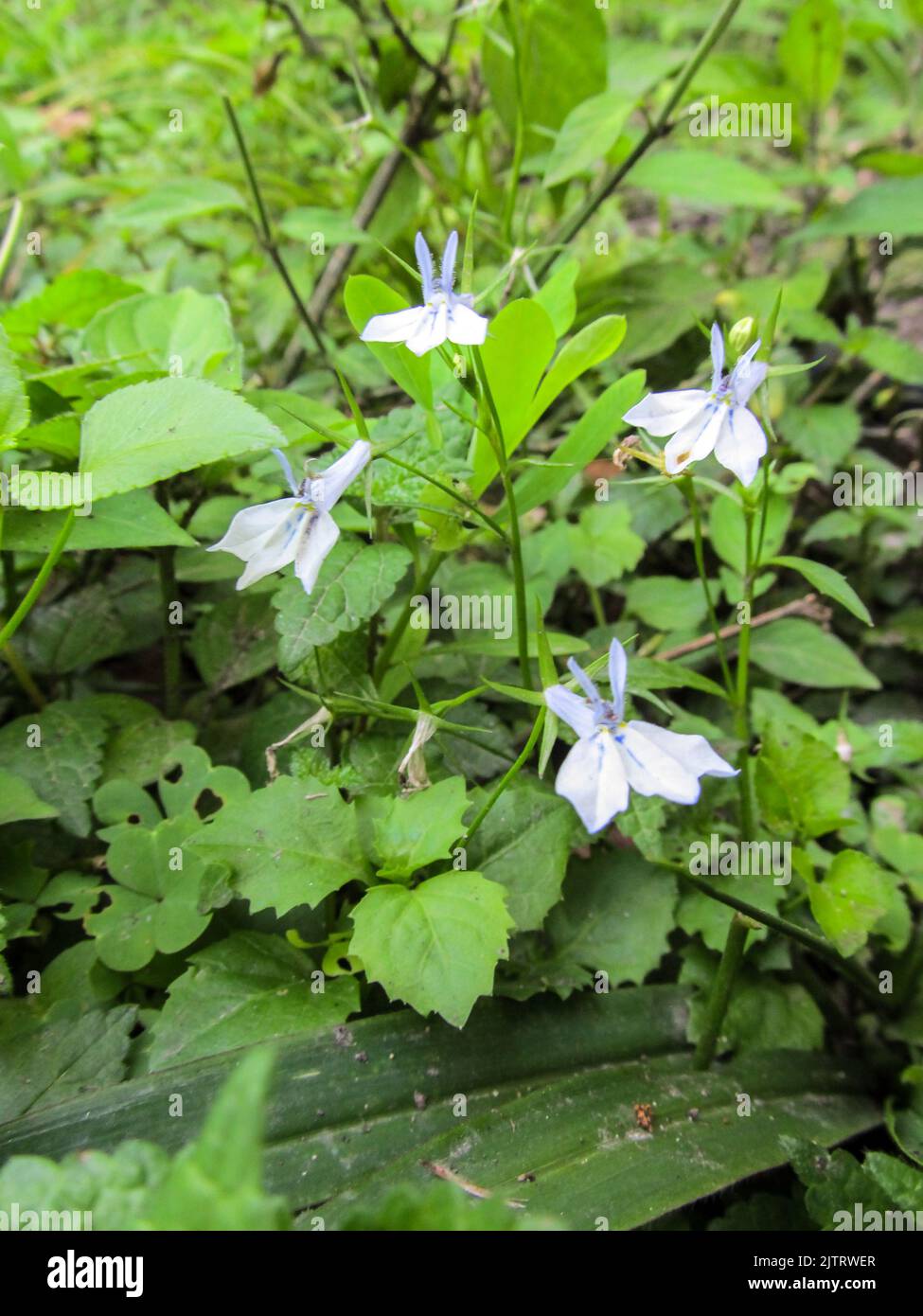 The small delicate flowers of an angled Lobelia, growing in marshy region next to a mountain stream in the Tsitsikamma Forest, South Africa. Stock Photo