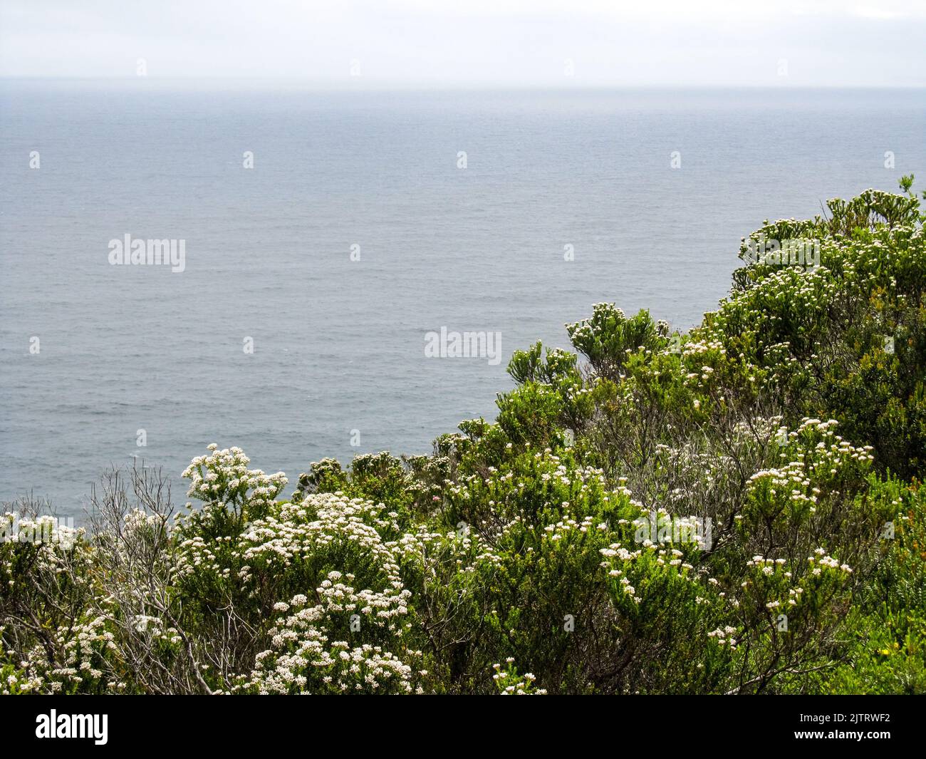 A mass of flowering white fynbos along the cliffs of the Tsitsikamma Coastline, South Africa, with the Southern Indian Ocean in the Background Stock Photo